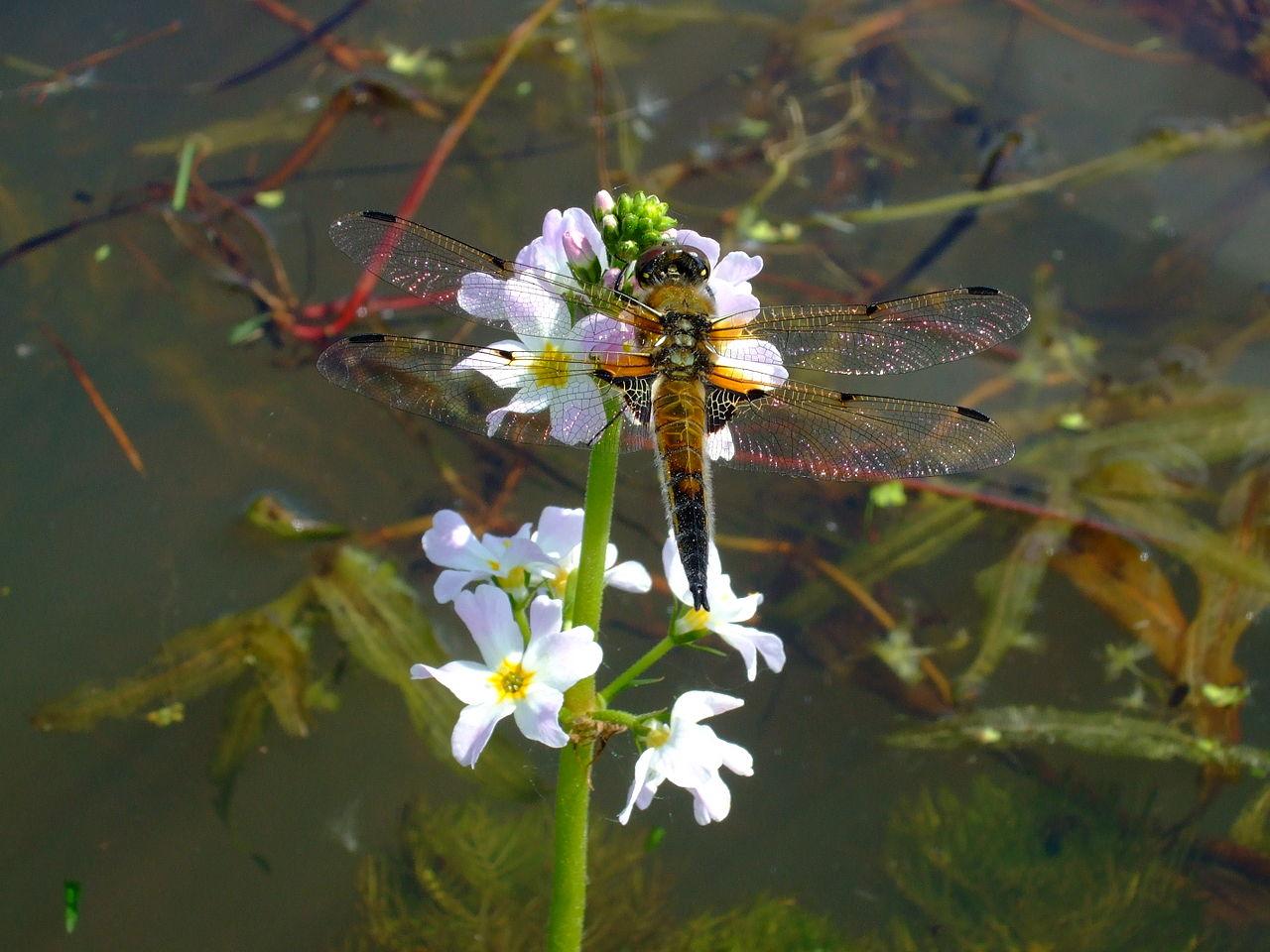 Rhyothemis resplendens.